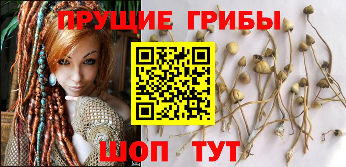 Псилоцибиновые грибы прущие грибы Тосно